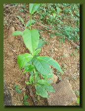hordee-plantation012005.jpg