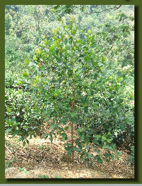 hordee-plantation018004.jpg