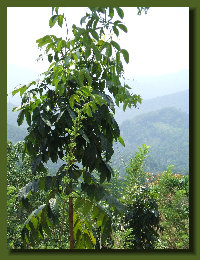 hordee-plantation018005.jpg