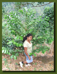 hordee-plantation024004.jpg